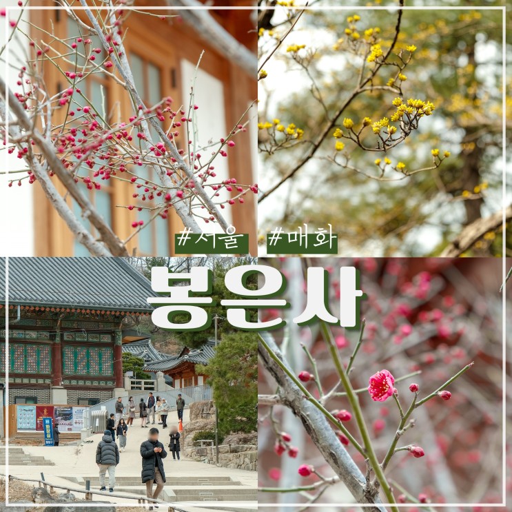 서울 봉은사 홍매화 실시간 구경 매화 개화시기 축제
