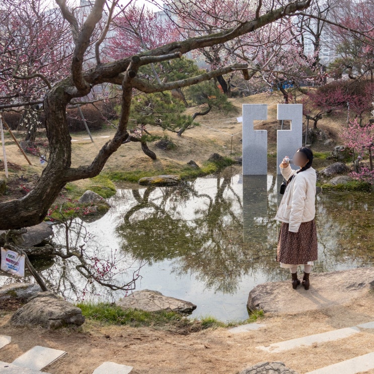  전남 순천 여행지 아이와 가볼만한곳 복음교회 홍매화 포토존