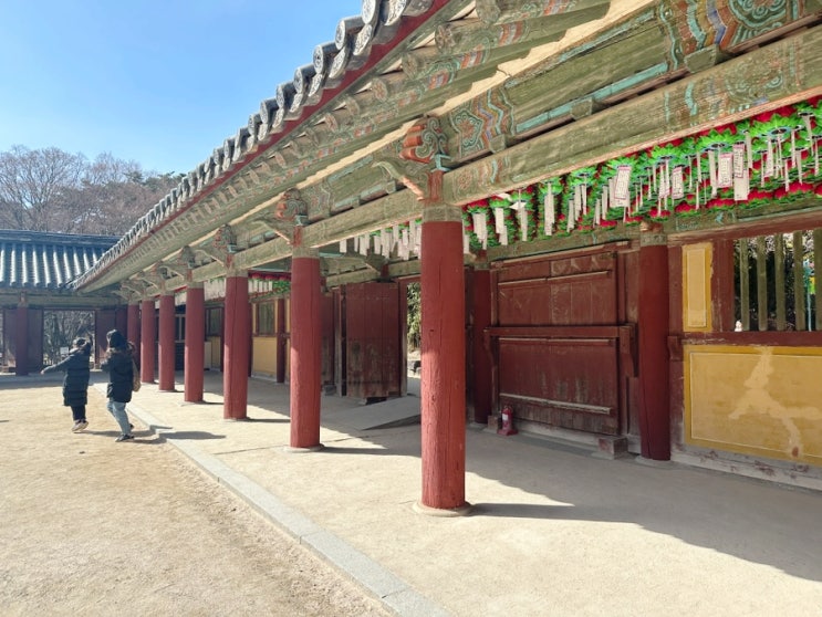  당일치기 경주 불국사 여행 주차 팁과 벚꽃 현황