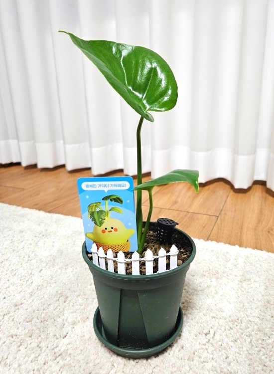  오늘의 가든 : 오늘의 집에서 식물 키우기 몬스테라 후기