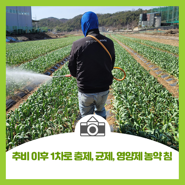  마늘 추비 이후 1차로 충제, 균제, 영양제 넣고 농약 침