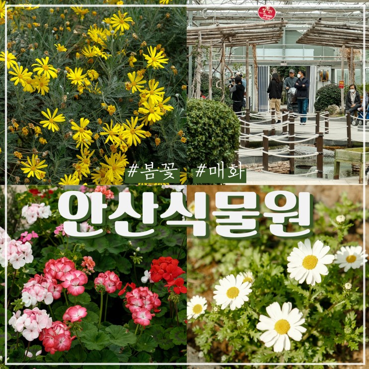 경기도 안산 식물원 봄꽃 매화 구경