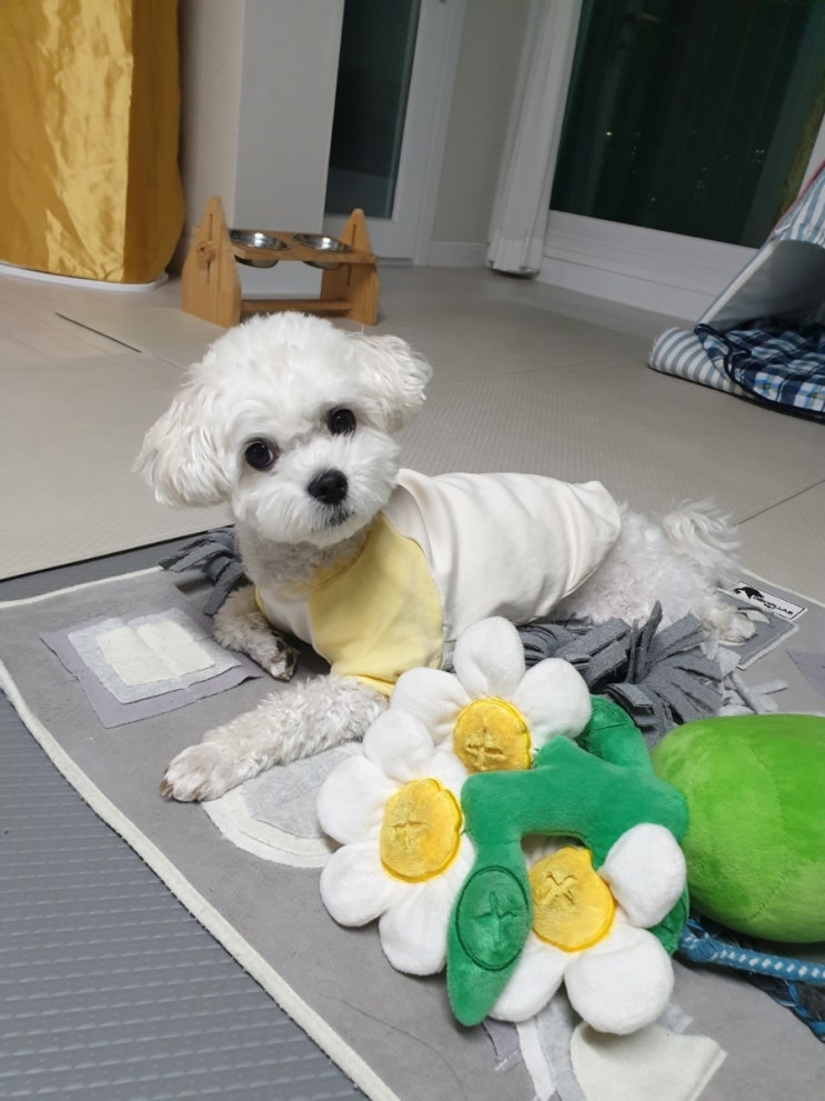  울산 동구 손대하동물병원 오복이 진료 받고왔어요
