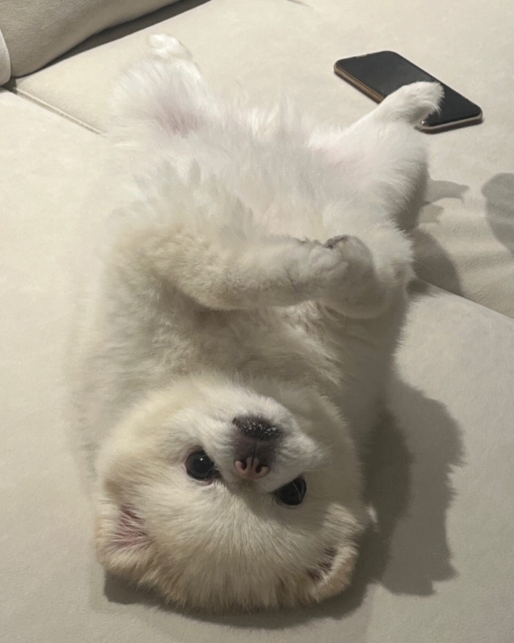  애견미용대학 수시준비부터 합격까지 이바우펫