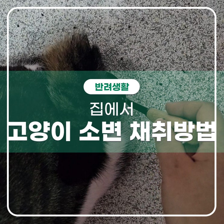  집에서 고양이 소변채취방법 동영상첨부