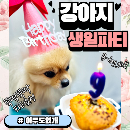  쉽지만 만족도100% '강아지 생일파티' 후기 feat. 상도동애견샵 아무도없개 상도점