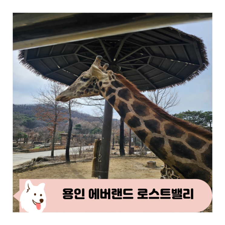  에버랜드 로스트밸리 현장줄서기 이용 후기 및 명당자리 안내