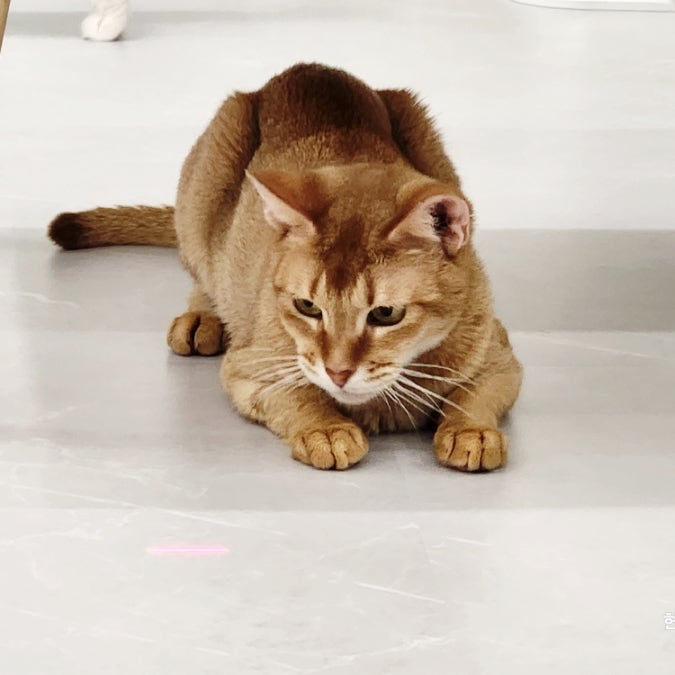 고양이 카페 남양주 다산동 설렘 묘종들과 힐링타임 고양이 카페 남양주 다산동 설렘 묘종들과 힐링타임