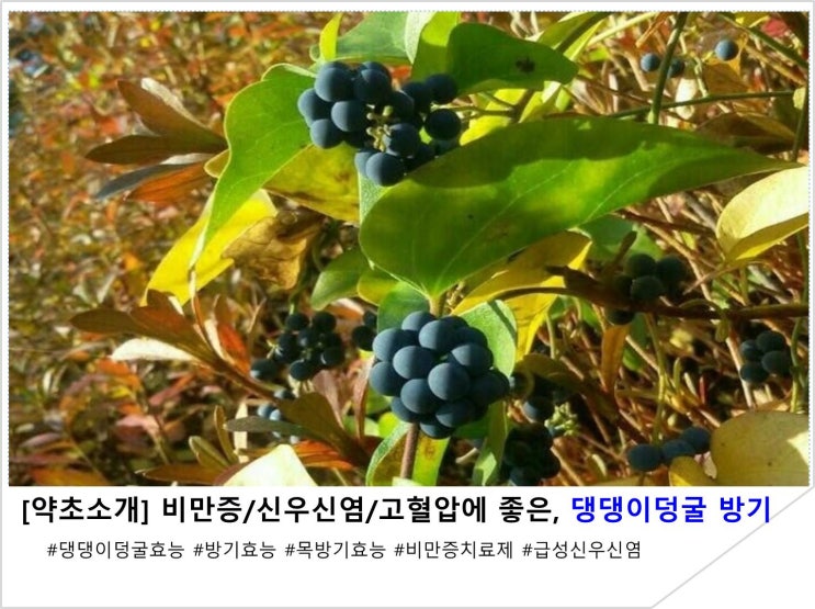 [약초소개] 비만증/신우신염/고혈압에 좋은, 댕댕이덩굴 방기