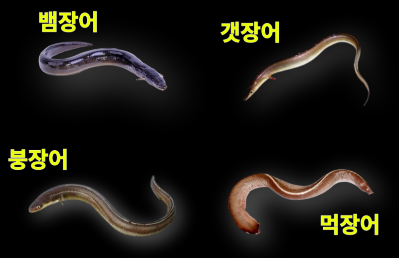 바다장어와 민물장어 종류 총정리 : 네이버 블로그
