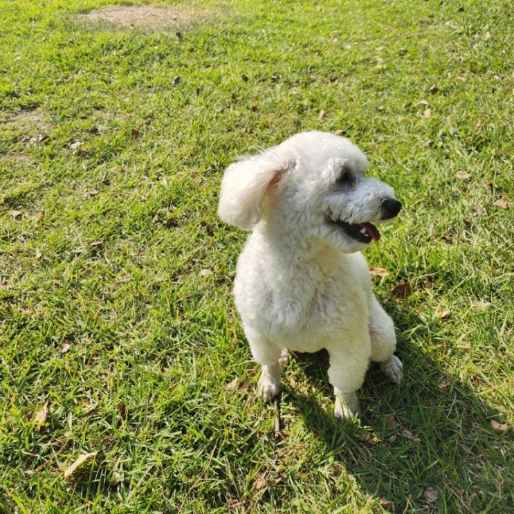 강아지 종류 푸숑 비숑푸들 특징 성격 털빠짐