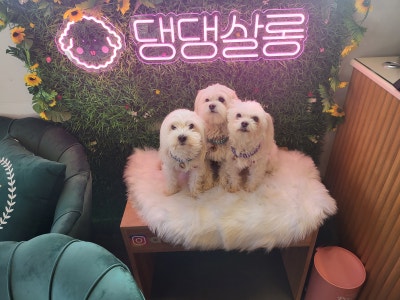 댕댕살롱