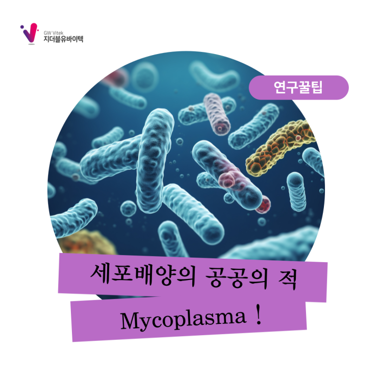 세포배양의 공공의 적 ! Mycoplasma