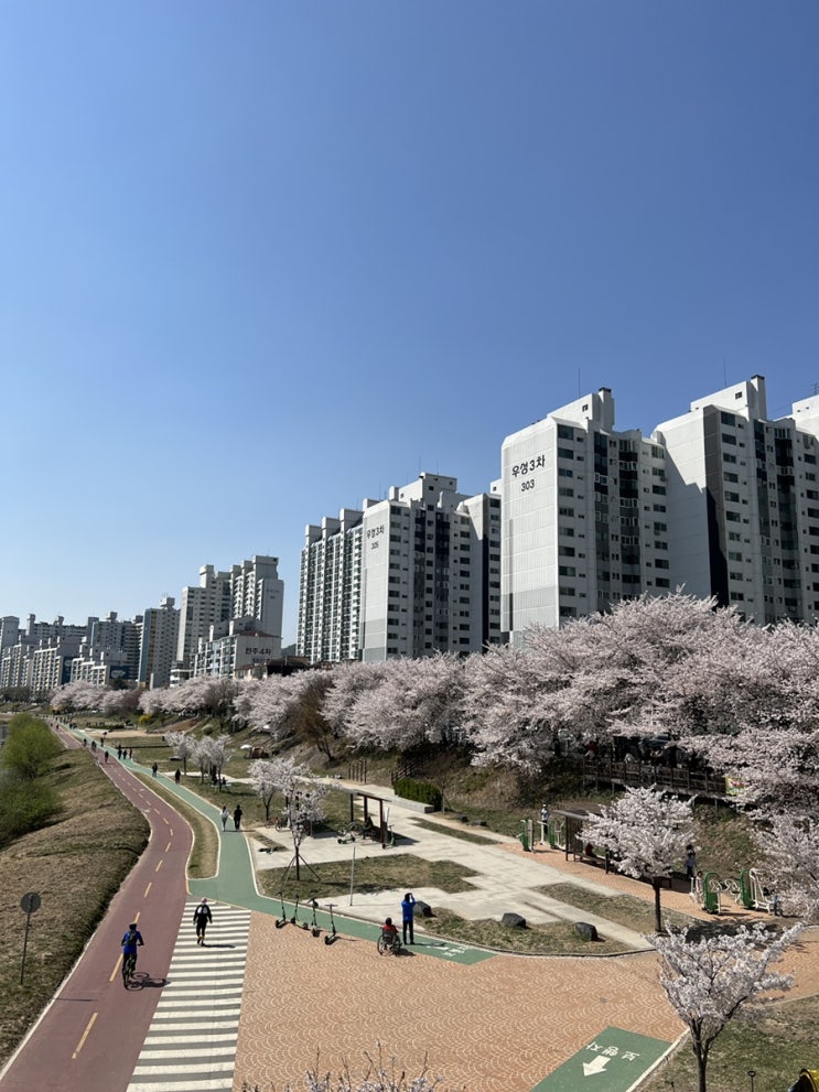  2024년 전국 봄 꽃(개나리, 진달래, 벚꽃) 개화시기 및 전국 3월 봄꽃 축제 정보 입니다.