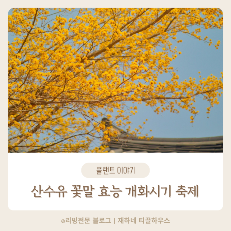  산수유나무 꽃말 효능 개화시기 알고 3월 축제 방문하기