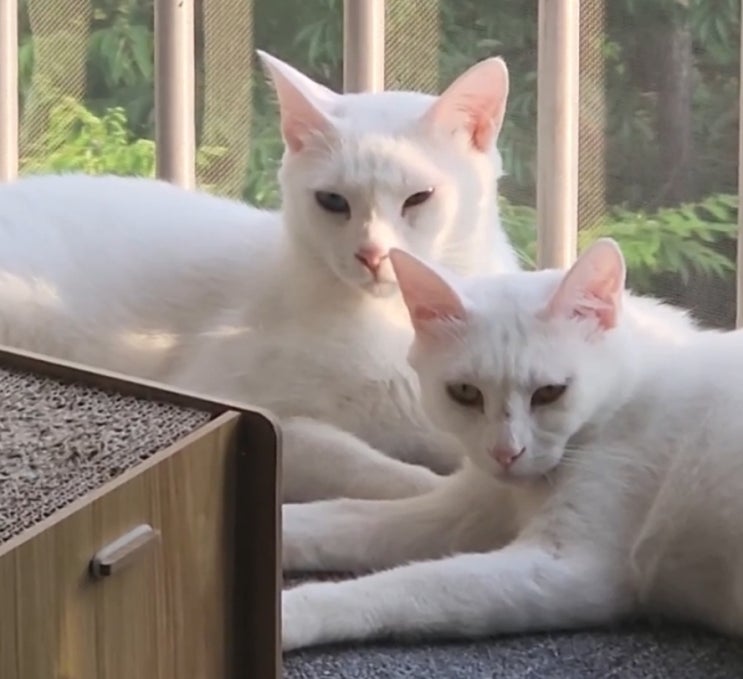  고양이 발톱 때문에 벽지가 망가진다면 카무라라 벽지보호시트 사용해보세요!