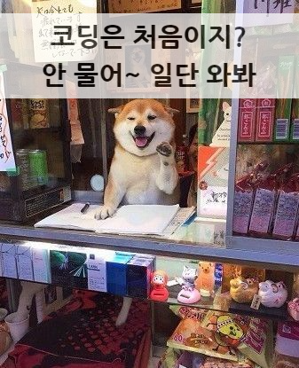  [화성 평택] 수원코딩학원 필요한 언어가 옹알이만 아니면 교육가능
