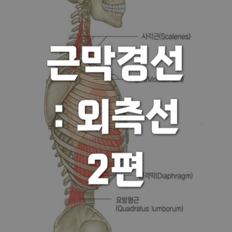  근막경선 해부학 : 외측선 (LL) 2 - 장골능에서 목까지