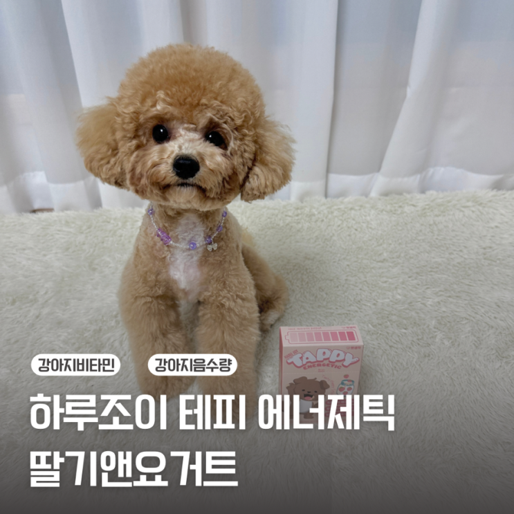  [강아지영양제] 강아지 에너지워터 / 펫생각 하루조이 테피 에너제틱