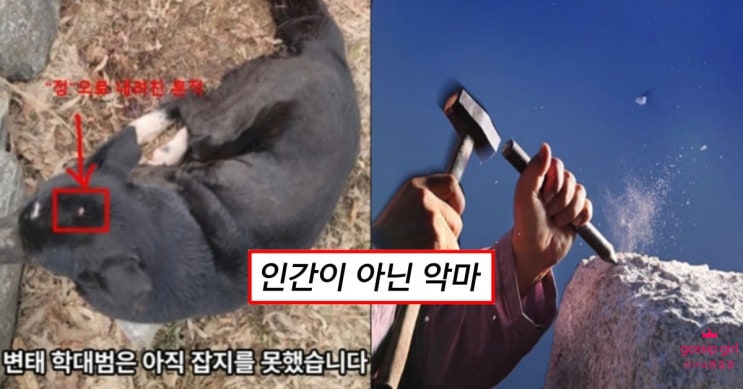 김포 유기견 밍키 유기묘 턱시도 성적학대 사건 동일인 추정
