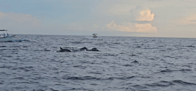 [발리 배낭여행 15일차(1)] 발리 북부 로비나에서 돌고래와 함께 수영하기(돌고래 투어 예약 및 비용) _(231121~231208)