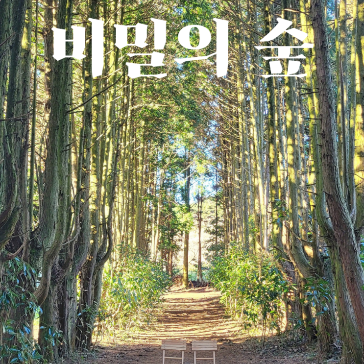  [비밀의 숲] 제주 동쪽 송당 동화마을 근처 핫한 장소 웰컴투삼달리 촬영 장소