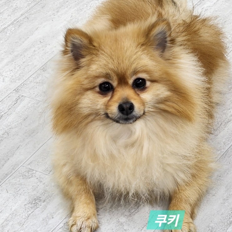 세이블 포메라니안 강아지 입양 파양견 포메 임시보호