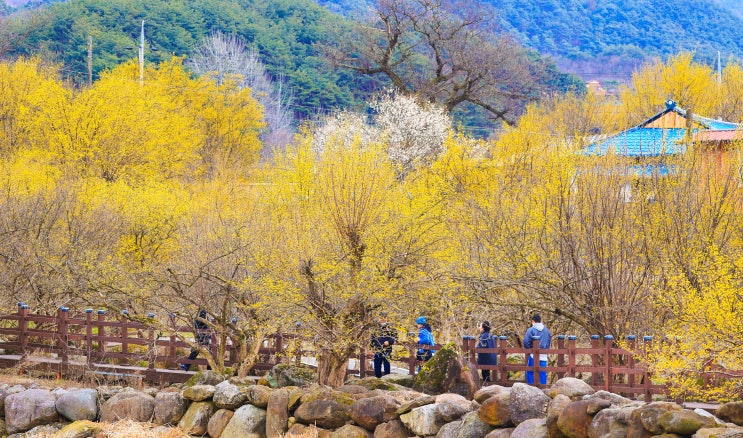  2024 봄나들이 구례 산수유꽃 개화상황 및 축제일정
