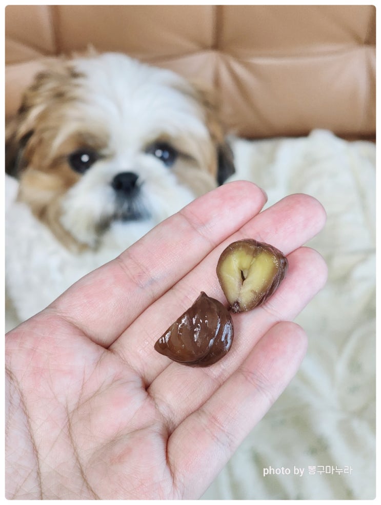 강아지 밤 고양이 밤 맛밤 먹어도 될까?