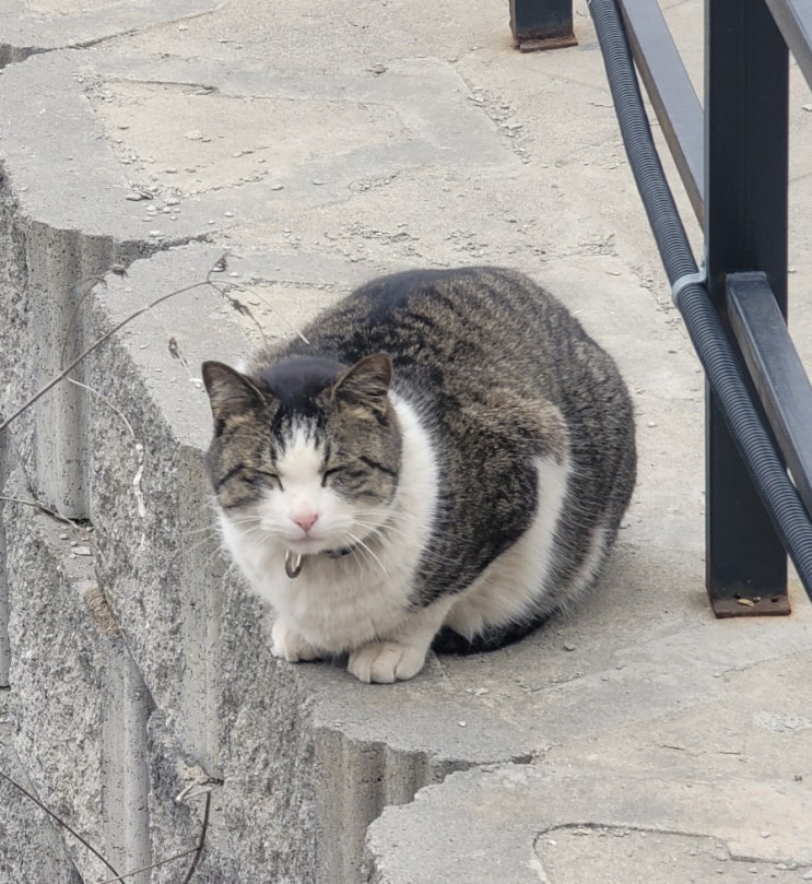 고양이 변비 증상 원인과 해결하는 방법