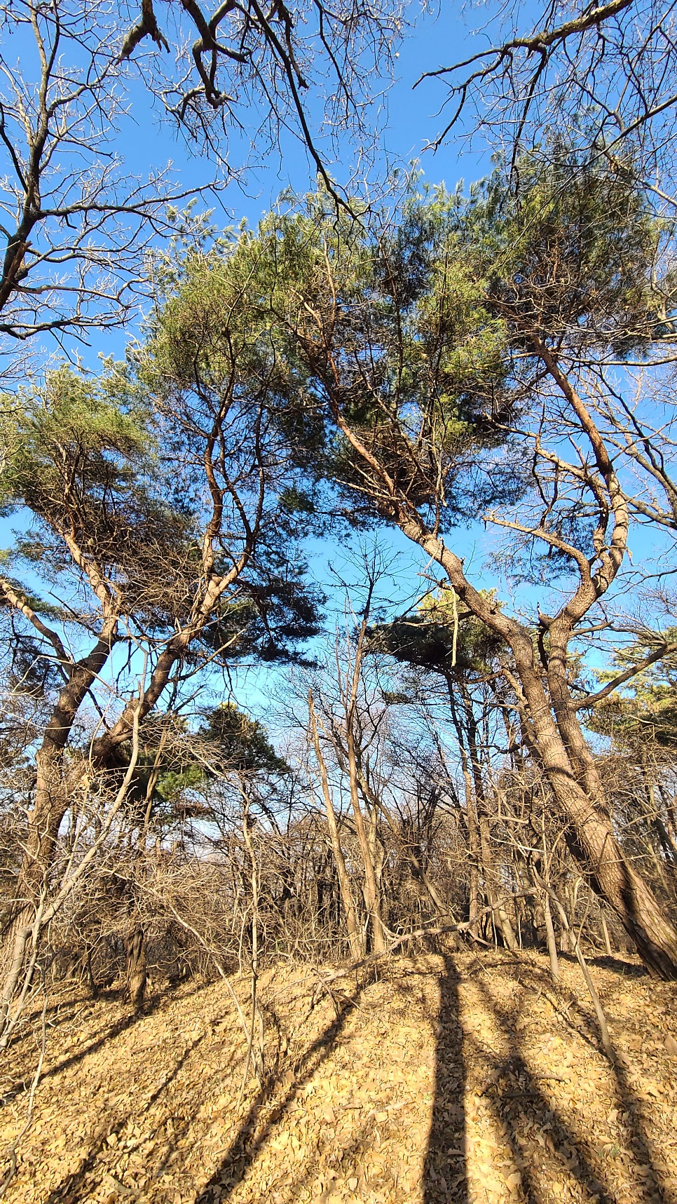 벽암산 사진 5