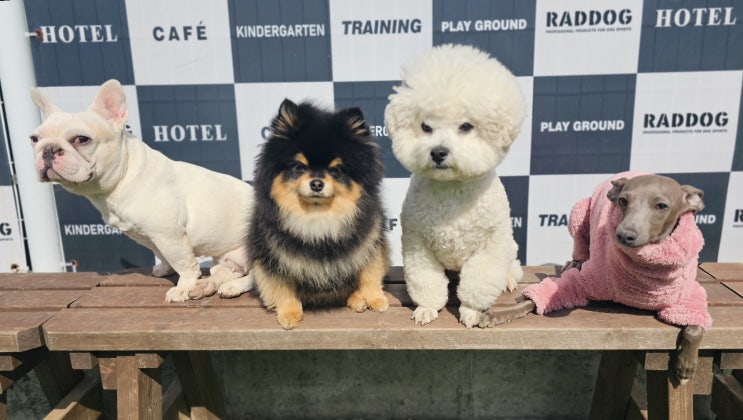  강아지사진 단체사진 찍기 도전! 라드독 애견유치원