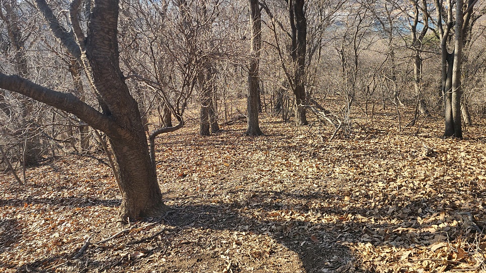 벽암산 사진 3