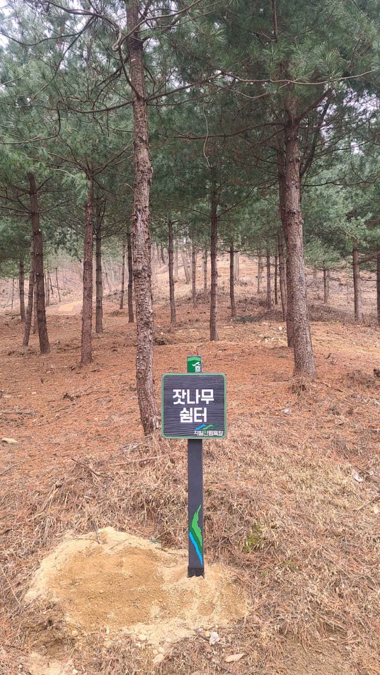  자일 산림욕장, 경사가 좀 가파르지만 소나무 향기 가득한 숲 치유 좋아