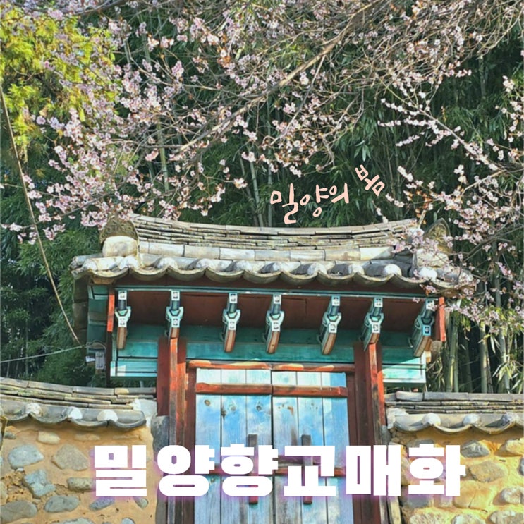  밀양 향교 매화와 교동마을