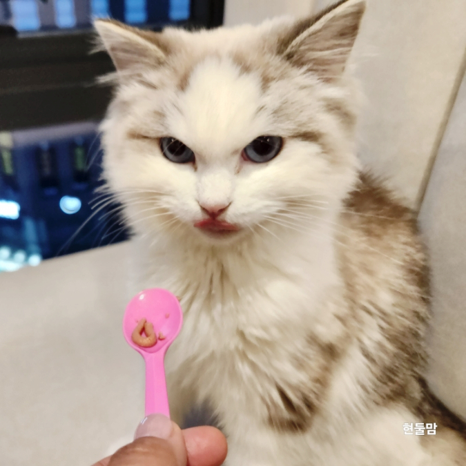 아기 고양이 이갈이 시기 유치 이빨 치아 빠진날 아기 고양이 이갈이 시기 유치 이빨 치아 빠진날