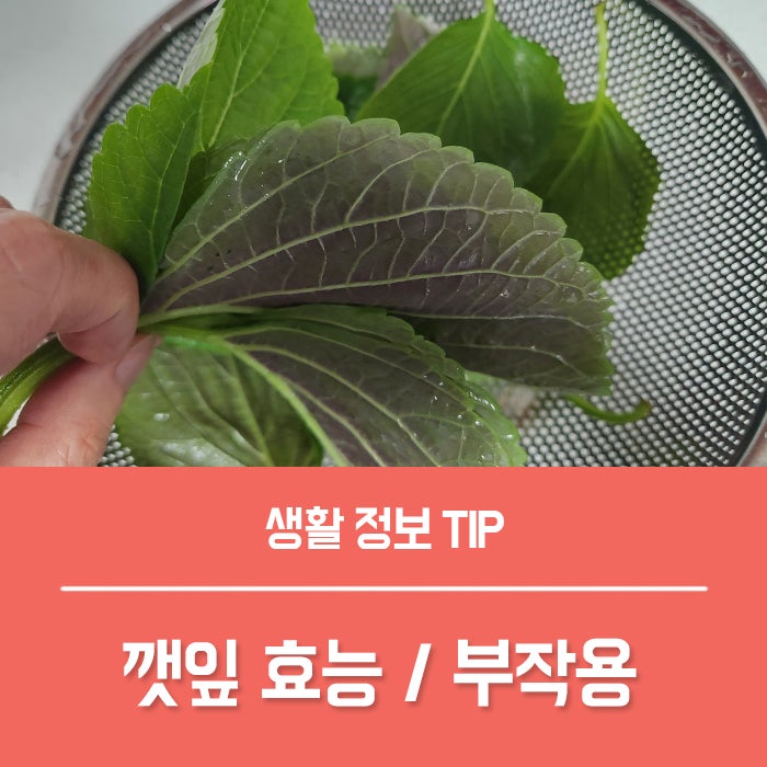 참깨 잎의 다이어트 부작용? 3