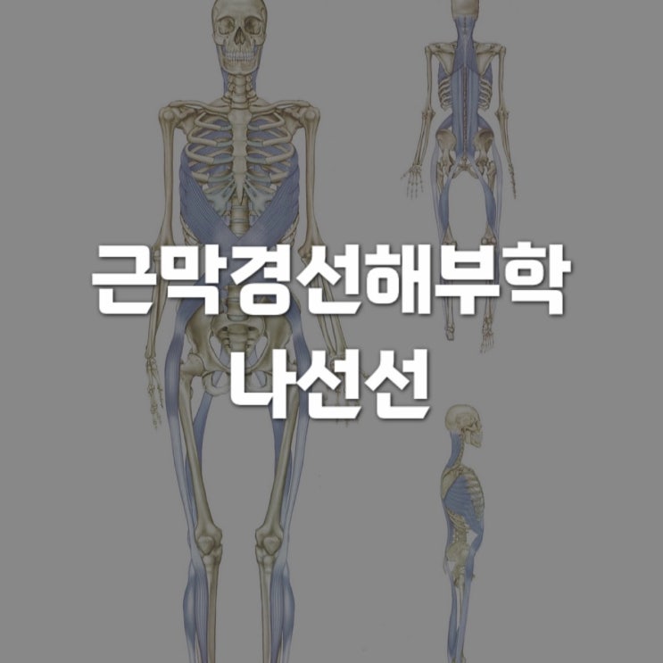  근막경선 해부학 : 나선선(the spiral Line) 1 - 상항선에서 전상장골극까지