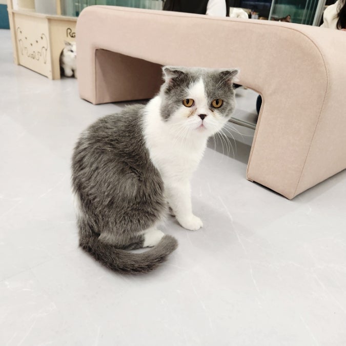 스코티쉬폴드 고양이 성묘 특징 스코티시 폴드 스트레이트 차이는? 스코티쉬폴드 고양이 성묘 특징 스코티시 폴드 스트레이트 차이는?