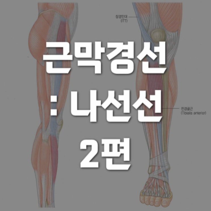  근막경선 해부학 : 나선선(the spiral Line) 2 - 대퇴근막장근에서 상항선까지