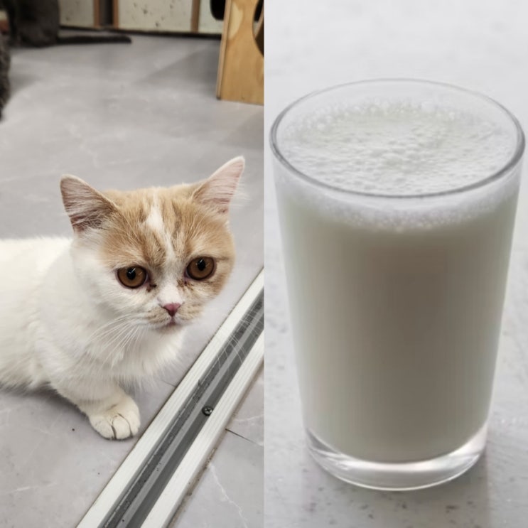 고양이 우유 사람우유, 전용 펫밀크 뭐가 좋을까?