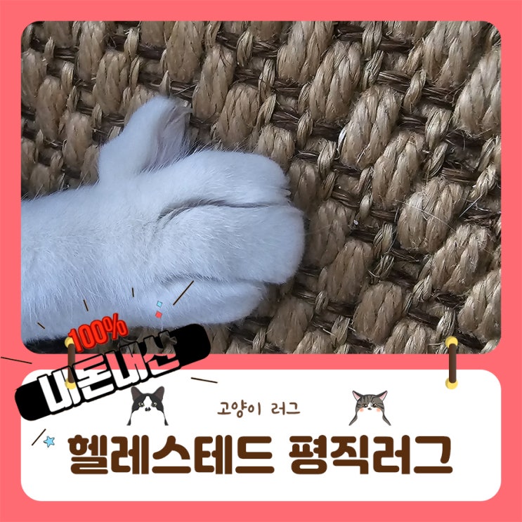 고양이용품 잘산템 이케아 헬레스테드 평직러그