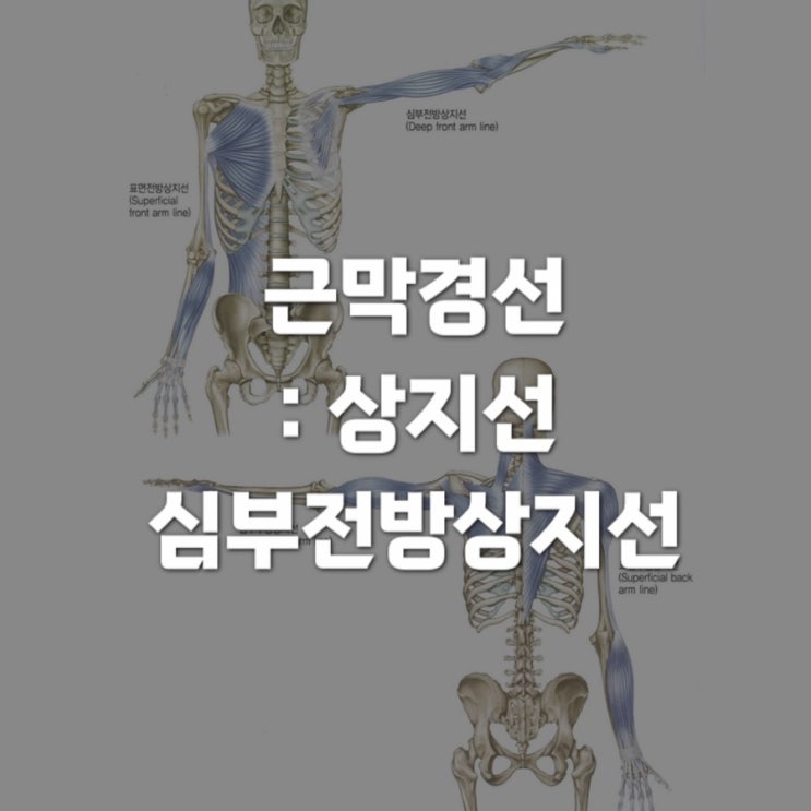  근막경선해부학 : 상지선 (The arm lines) 1 - 심부전방상지선