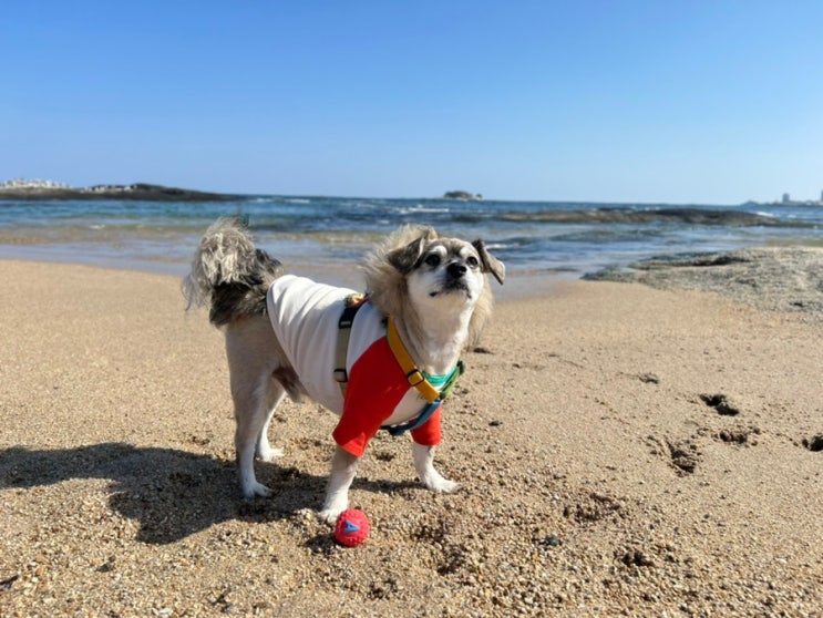  강원도 고성 애견동반여행 해변 산책사진(2박 3일 코스)