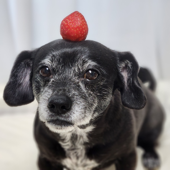 강아지 딸기 먹어도되는 과일 자일리톨 씨, 쨈은 안되요