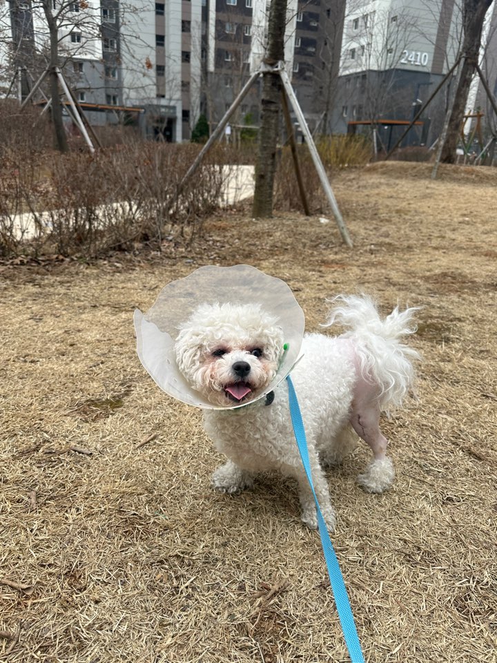  비숑  tplo수술 후 1~7일 경과 기록
