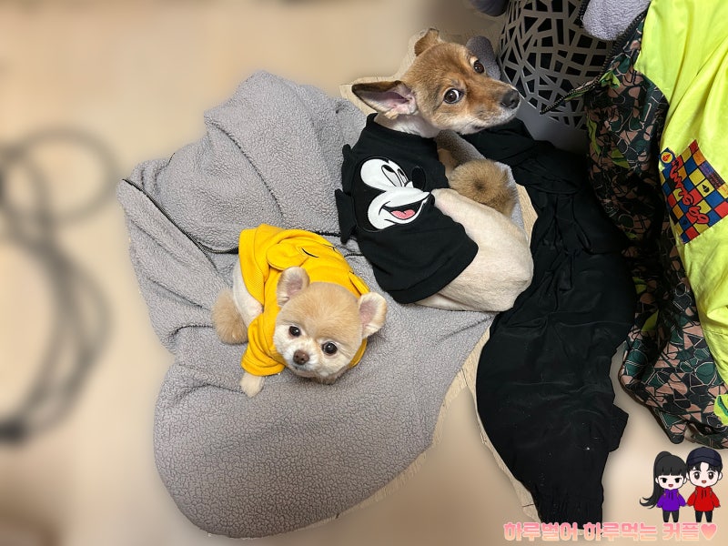 사진 4