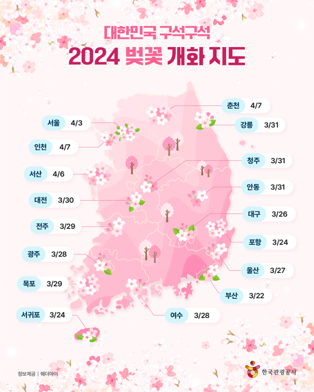 2024년 전국 벚꽃 개화시기 및 벚꽃축제 명소 총정리!