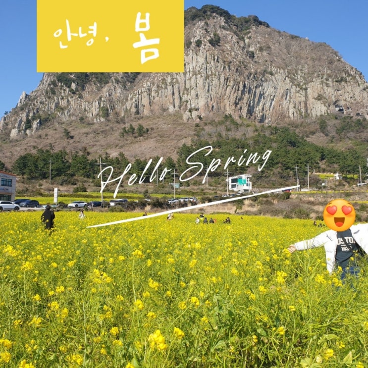  제주 산방산 유채꽃 개화 시작 산방굴사 오르기