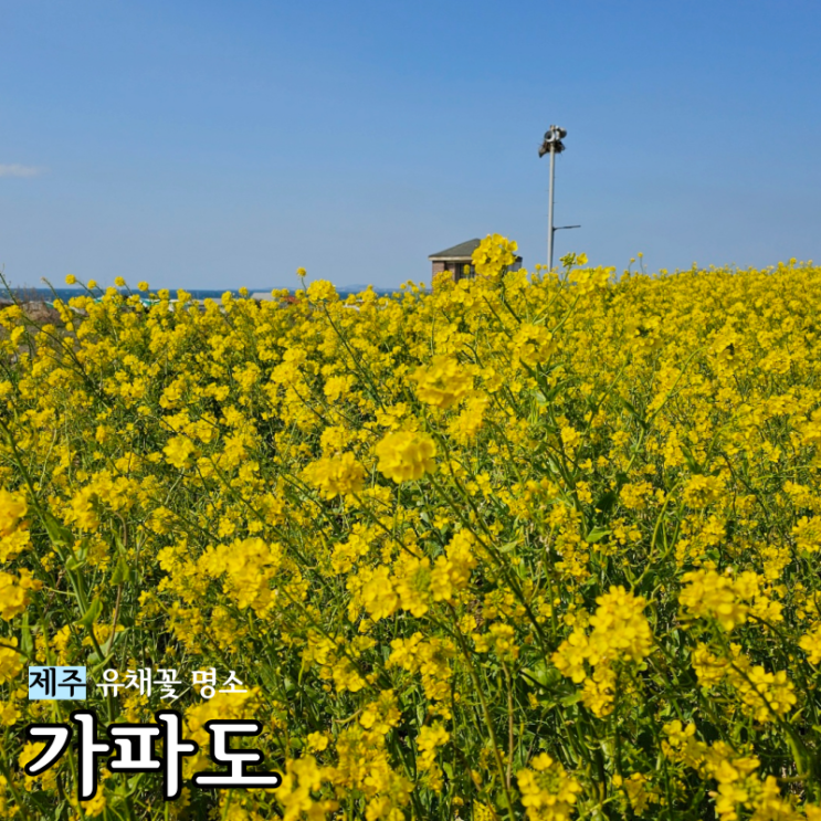  제주 서귀포 유채꽃 명소 추천 가파도 : 청보리 아이스크림과 유채꽃 개화현황